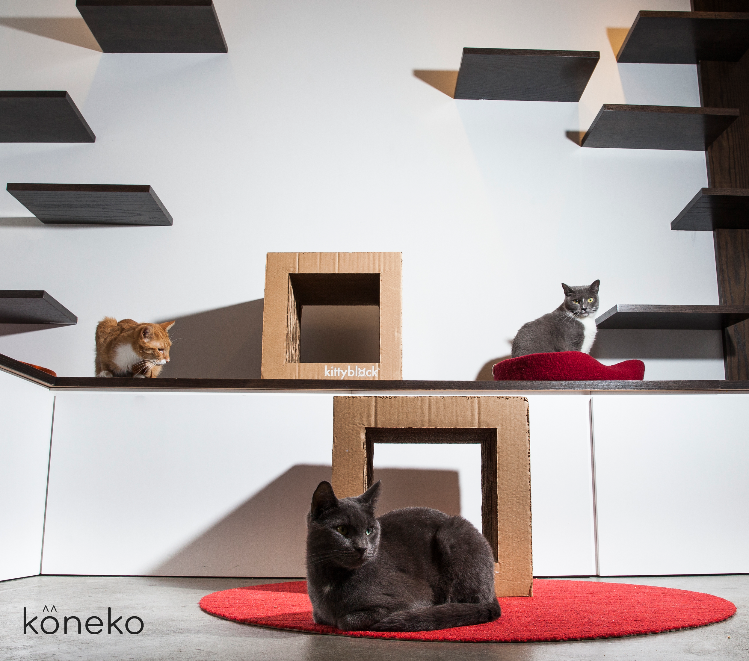 Koneko Cat Cafe